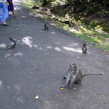 やんちゃな猿たちがたむろします 