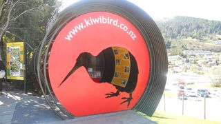 本物のキ-ウィバードが見れますよ!