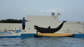 無料で楽しめる本格的なショー！