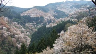 一目千本の桜！