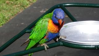 カンガルーとのふれあいに癒されます！