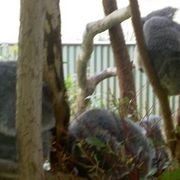 キュランダにある動物園