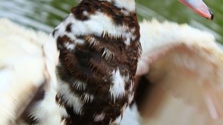 円鑑池に生息する観光客慣れしたカワイイ動物達