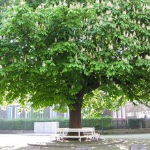 ノールダインデ宮殿の大きなマロニエの木