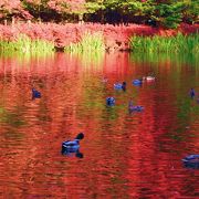 早起きがいいです！紅葉の雲場池