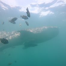 海の中でのジンベエは、感動します！