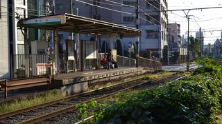 都電荒川線　春日通り沿いの駅　ここから大塚駅前までの線路脇にあるバラに注目です