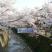 桜の名所加賀市大聖寺熊坂川周辺