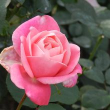 「ベルナール・ビュフェ」というフランス産の品種