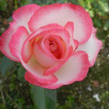 「ニコル」というドイツ産の品種