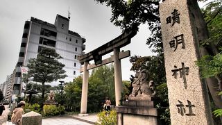 魅惑の晴明桔梗。