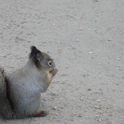 野生の動物たちとたわむれる！