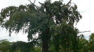 円山公園も憧れの一つでした。・・・・・・世代交代の時期が来たのかも・・・・いつの時代もどの世界も・・・・