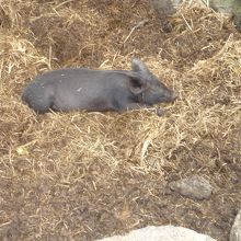 済州島の黒豚。子供と思う