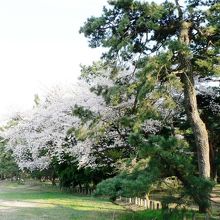 気比の松原（けひのまつばら）