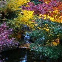 もみじのライトアップ