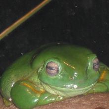 カエルさんも海洋動物なのですか？