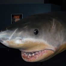 サメのトンネルは、見どころの一つです。