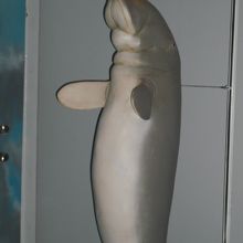 ジュゴン、カモノハシは人気者です。