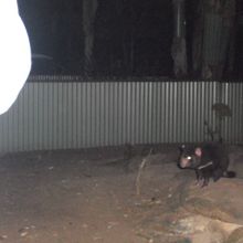 タスマニアンデビル君。小さいナリだけど顔が怖い。