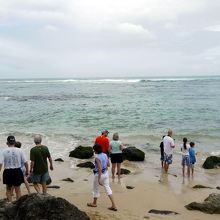 海亀がいることで有名なビーチ 