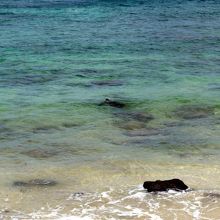 大きな海亀、小さな海亀などが泳いでいますが陸に上がってきませ