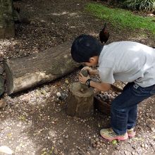 ナッツを割ると 