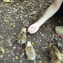 鳥たちが集まってきます