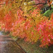 奥久慈・永源寺　感動の紅葉