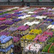 世界最大☆アールスメアの花市場