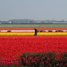 キューケンホフ公園から見えるチューリップ畑は圧巻！