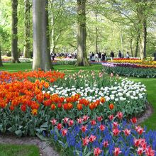 キューケンホフ公園はと〜っても広い！