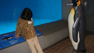 ペンギンが鳥であると実感できる水族館