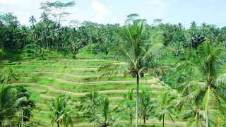 バリ観光で外せない棚田