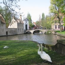 愛の湖公園には白鳥がいっぱいいます♪