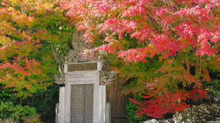 素晴らしい「一竹辻が花」と紅葉のお庭を愛でながらお茶がいただけます