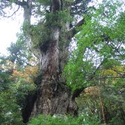 日本で一番大きい杉！