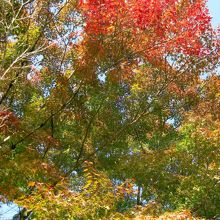 紅葉もあります。