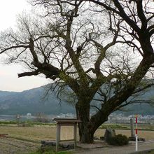 羽衣伝説の余呉湖畔の樹齢１３０年の柳の大木