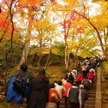 境内を覆い尽くすカエデ♪