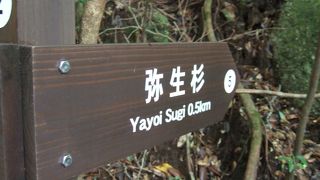 白谷雲水峡の大木！