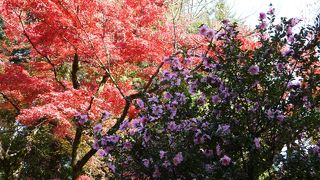 池の周りの紅葉がきれいです。