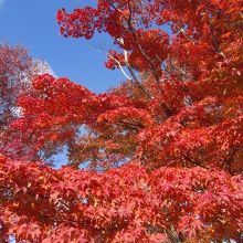 駐車場から撮りました