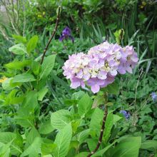ベギン会修道院の中庭に咲く季節はずれの紫陽花の花☆