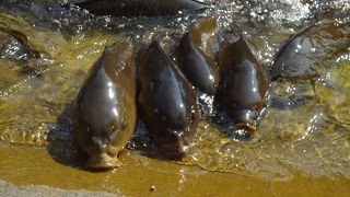 武蔵んとこの鯉はすごい。