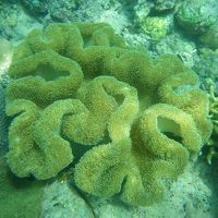 アレグレホテルの目の前のハウスリーフです。水深約５メーター