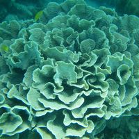 アレグレホテルの目の前のハウスリーフです。水深約５メーター