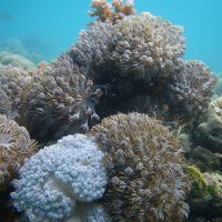 アレグレホテルの目の前のハウスリーフです。水深約５メーター