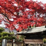 混雑少なめ。紅葉が見事な大覚寺