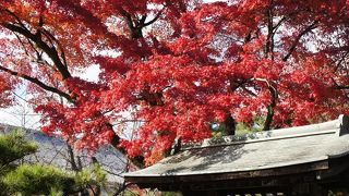混雑少なめ。紅葉が見事な大覚寺